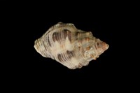 藏品(黃口岩螺(黑痣岩螺))的圖片